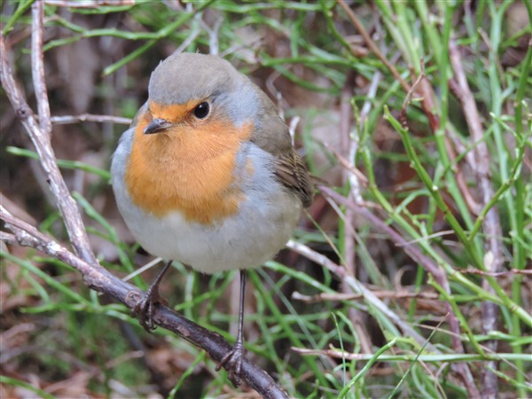 Foton p fglar / Bird photos