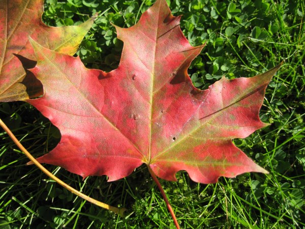Hstfoton / Autumn photos