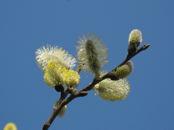 Vrfoton / Spring photos